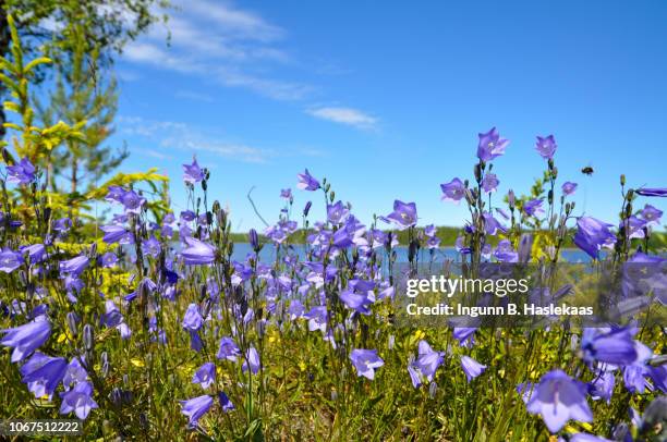 nature and wildlife. blue wildflower campanula rotundifolia (harebell) by a lake in sweden. summer day with blue sky. - bluebell stockfoto's en -beelden