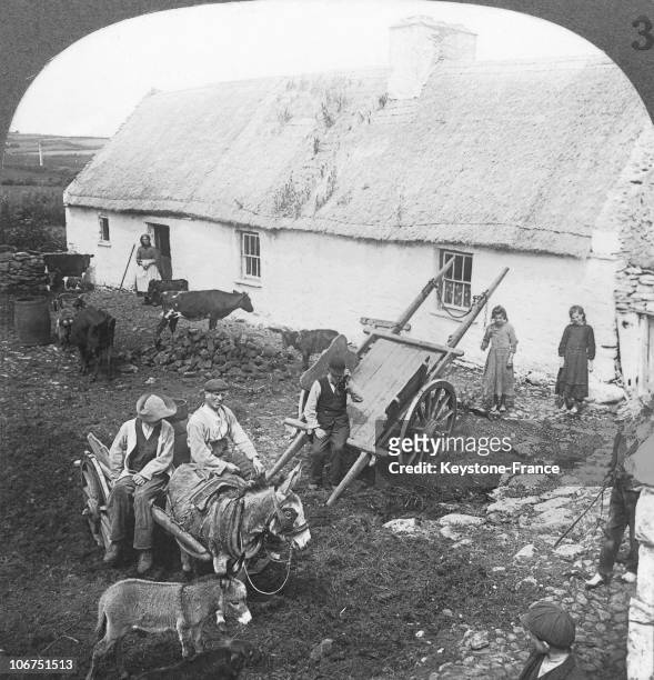 Farm And Farmers In Kerry County In Ireland, Around 1900-1920. Despite Being Poor, The Farmers Nevertheless Have Donkeys And Cows. Little Sprouts...