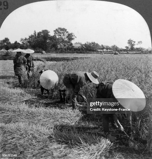 Chopping Rice Stalks 148 Japanese Rice Stalks Stock Photos, High-Res Pictures, and Images ...