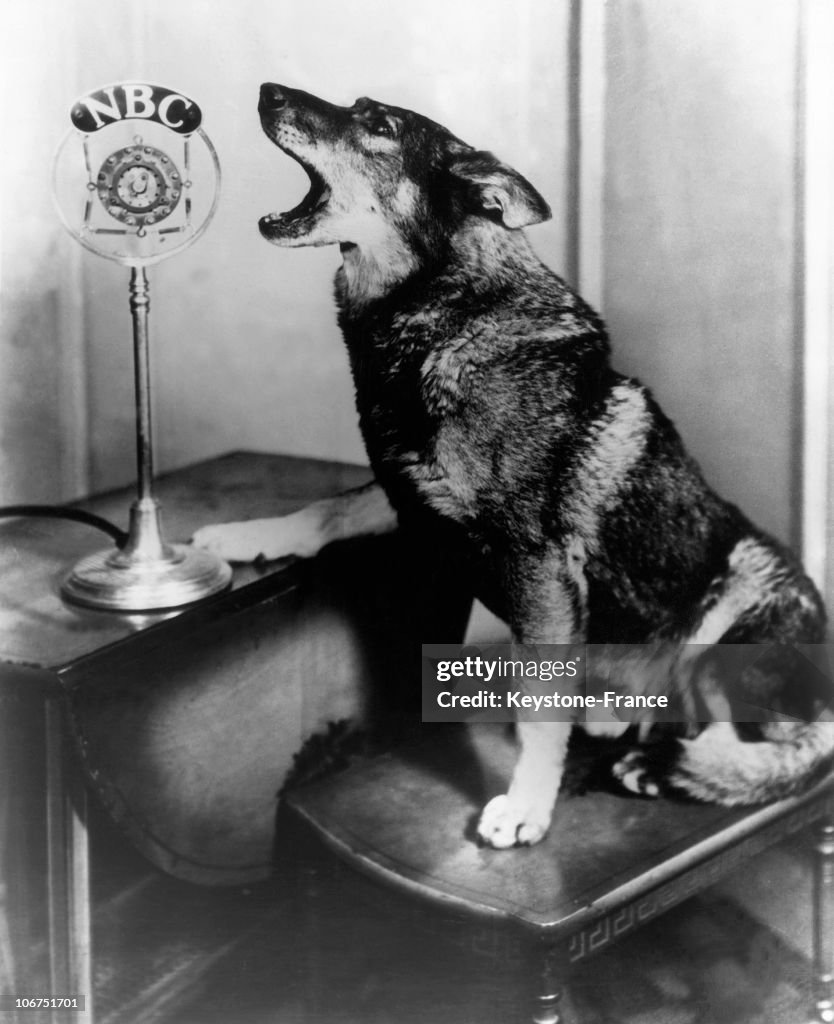 Famous Dog Rintintin At Nbc Radio In The United States, 1931