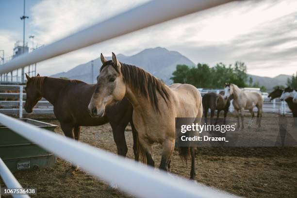 rodeo arena in usa und wilde pferde - horse sports stock-fotos und bilder