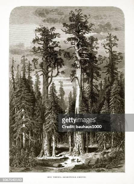 mammutbäume in der mariposa grove, yosemite tal, yosemite national park, sierra nevada, kalifornien, amerikanische viktorianischen gravur, 1872 - grove stock-grafiken, -clipart, -cartoons und -symbole