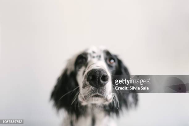 dog nose close-up - setter stock pictures, royalty-free photos & images