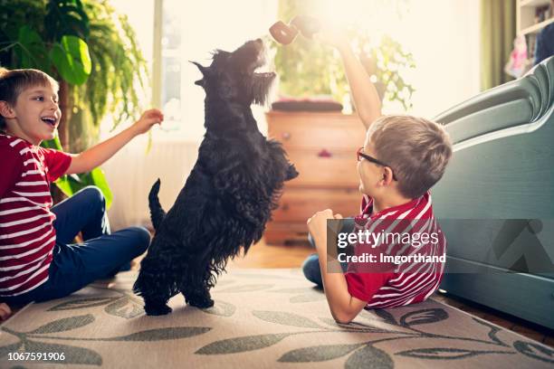 two boys playing with their dog in the living room - scottish terrier stock pictures, royalty-free photos & images