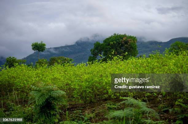 coca leaf plant - coca stockfoto's en -beelden
