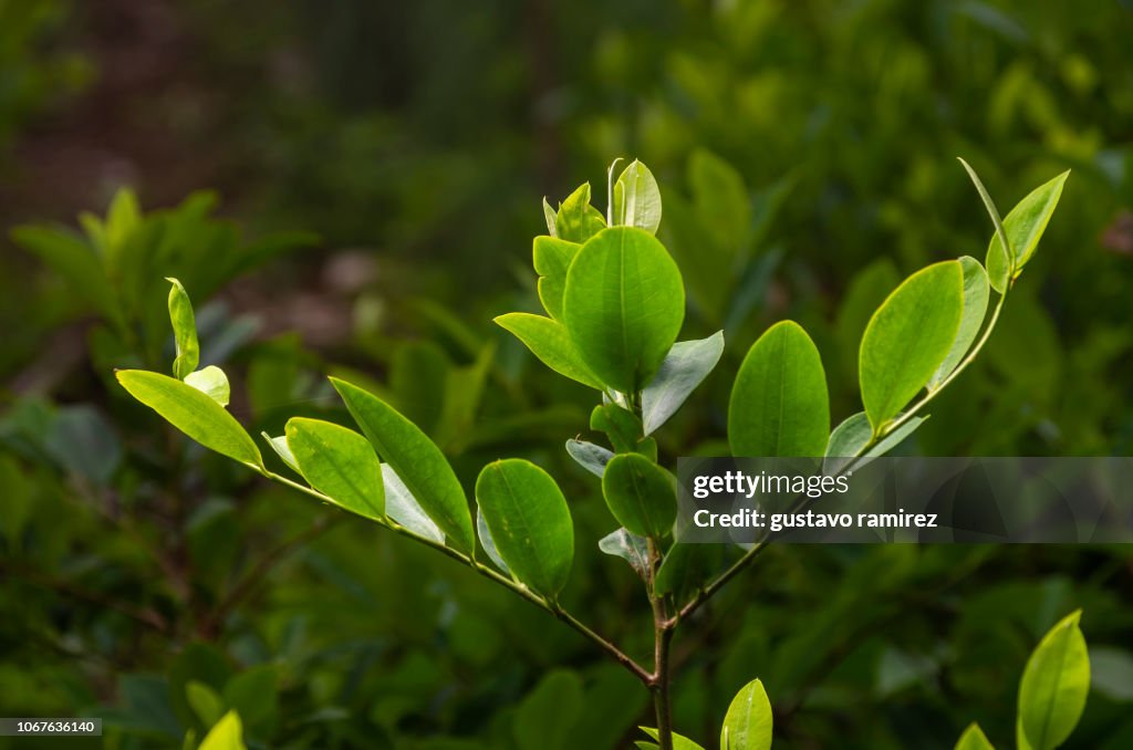 Coken Tree Coca Leaf Plant High-Res Stock Photo - Getty Images
