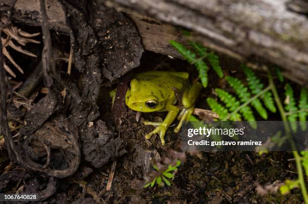 green poisonous frog in the jungle of the amazon in the country of peru - frog bildbanksfoton och bilder