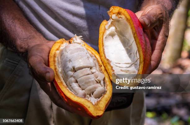 fresh red cocoa fruits - カカオの実 ストックフォトと画像