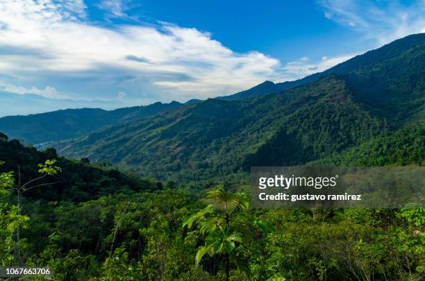 landscapes of the central jungle of peru in the city of ayacucho - floresta amazônica imagens e fotografias de stock