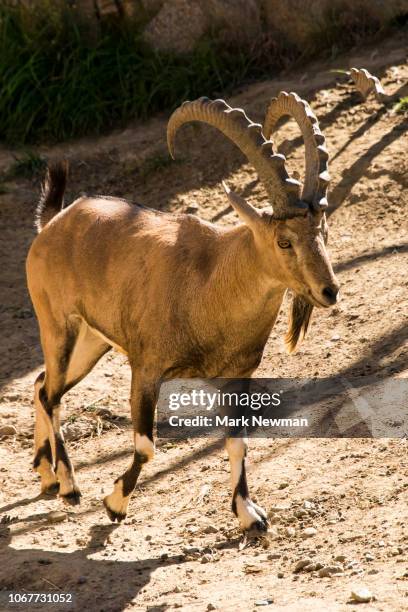 223 Capra Ibex Nubian Stock Photos High Res Pictures And Images 223-capra-ibex-nubian-stock-photos-high-res-pictures-and-images