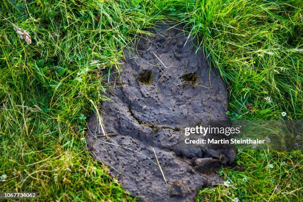 kuhfladen in wiese mit fröhlichem gesicht smiley - stroh stock-fotos und bilder