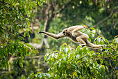 White-handed gibbon jumping in the forest