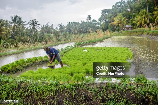 An Indonesian farmer planting a new crop at a village in Buleleng Regency, Bali, Indonesia on December 2, 2018.