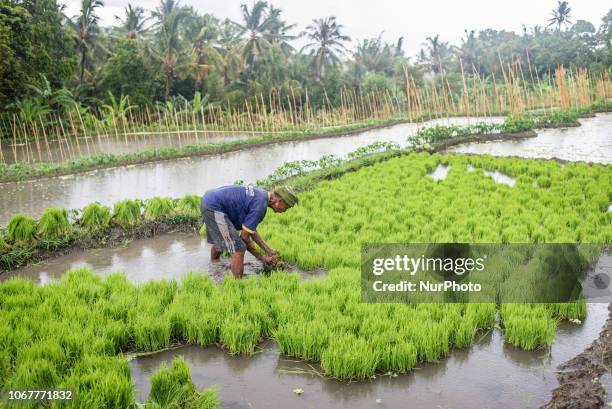 An Indonesian farmer planting a new crop at a village in Buleleng Regency, Bali, Indonesia on December 2, 2018.