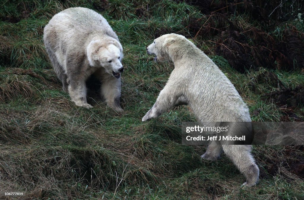 The UK's Only Pair Of Polar Bears Are released Into Their 4 Acre Highland Home