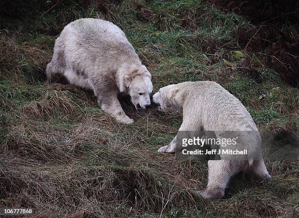 Month-old Walker, the new polar bear at Highland Wildlife Park gets to meet with 30-year-old Mercedes for the first time on November 12, 2010 in...