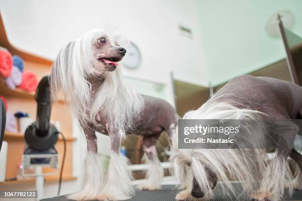 two chinese crested dogs at groom house - cão chinês de crista imagens e fotografias de stock