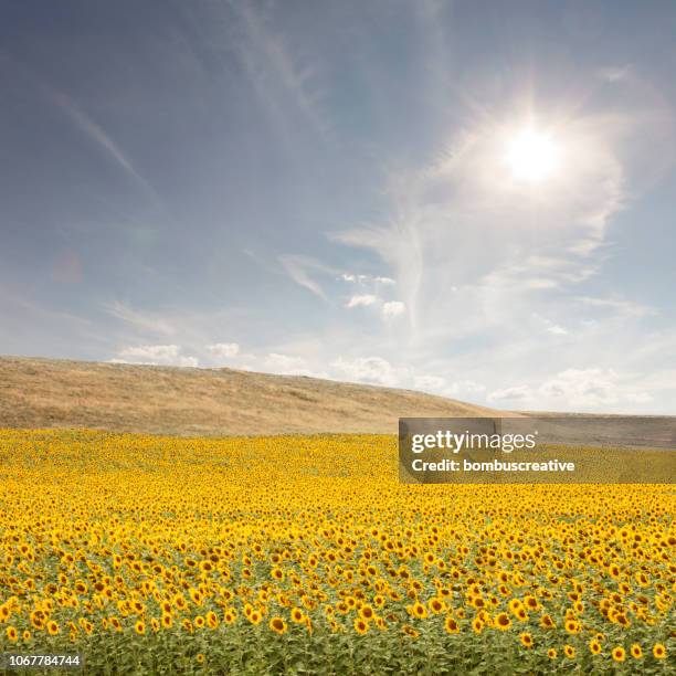 Sunflower Rising Sun Sunflower Sun Rising Photos and Premium High Res Pictures - Getty Images