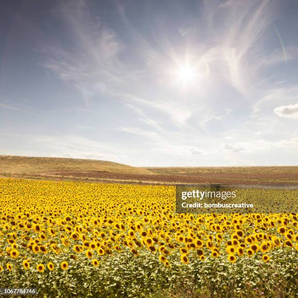 Sunflower Rising Sun Sunflower Sun Rising Photos and Premium High Res Pictures - Getty Images