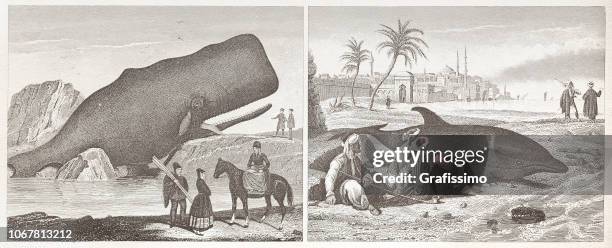 ilustraciones, imágenes clip art, dibujos animados e iconos de stock de esperma de ballena y delfín muerto en ilustración de costa 1851 - arpón