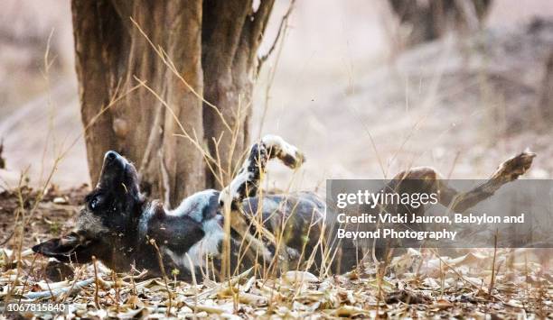 african painted wolf rolling in leaves at mana pools, zimbabwe - wolf rolling stock pictures, royalty-free photos & images