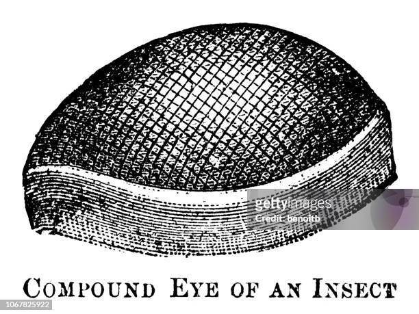 compound eye of an insect - compound eye stock illustrations