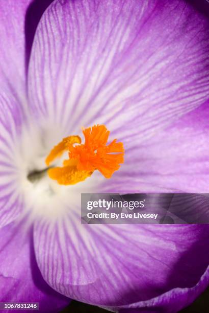 crocus sativus flower - pistill bildbanksfoton och bilder