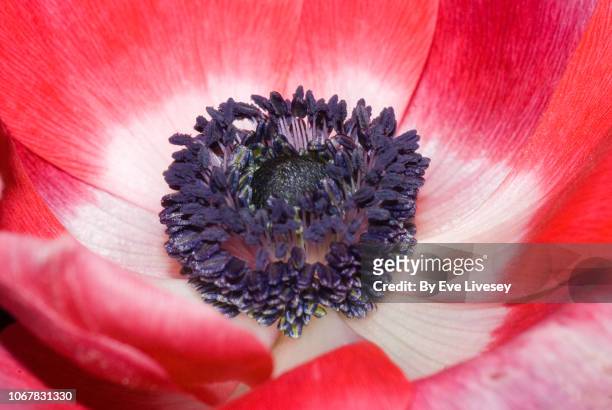 red anemone coronaria flower - bukettanemon bildbanksfoton och bilder