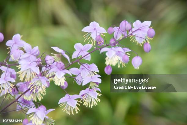 thalictrum delavayi flowers - thalictrum delavayi stock pictures, royalty-free photos & images