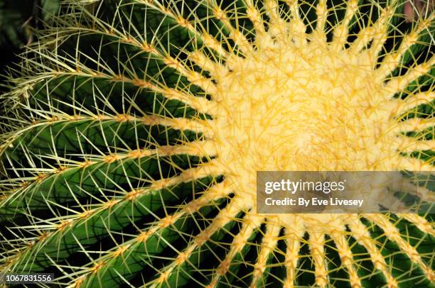 echino cactus grusonii plant - golden barrel cactus stock pictures, royalty-free photos & images