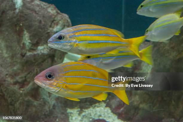 lutjanus quinquelineatus & lutjanus kasmira fish - bluelined snapper stockfoto's en -beelden