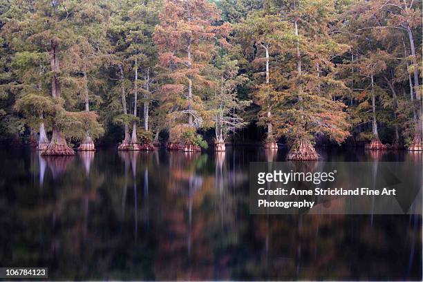water trees - shreveport foto e immagini stock