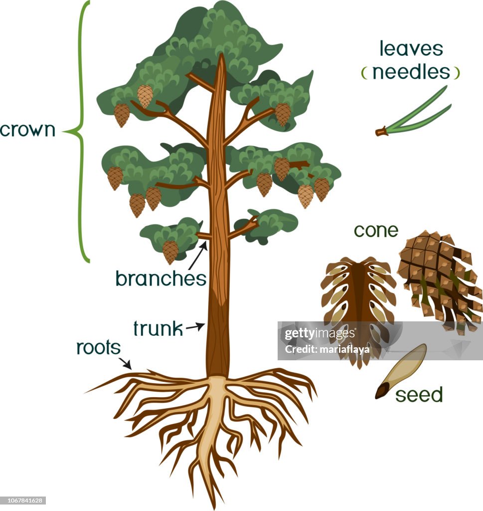 Lower Order Roots Parts Of Plant Morphology Of Pine Tree With Crown Root System And Cone ...