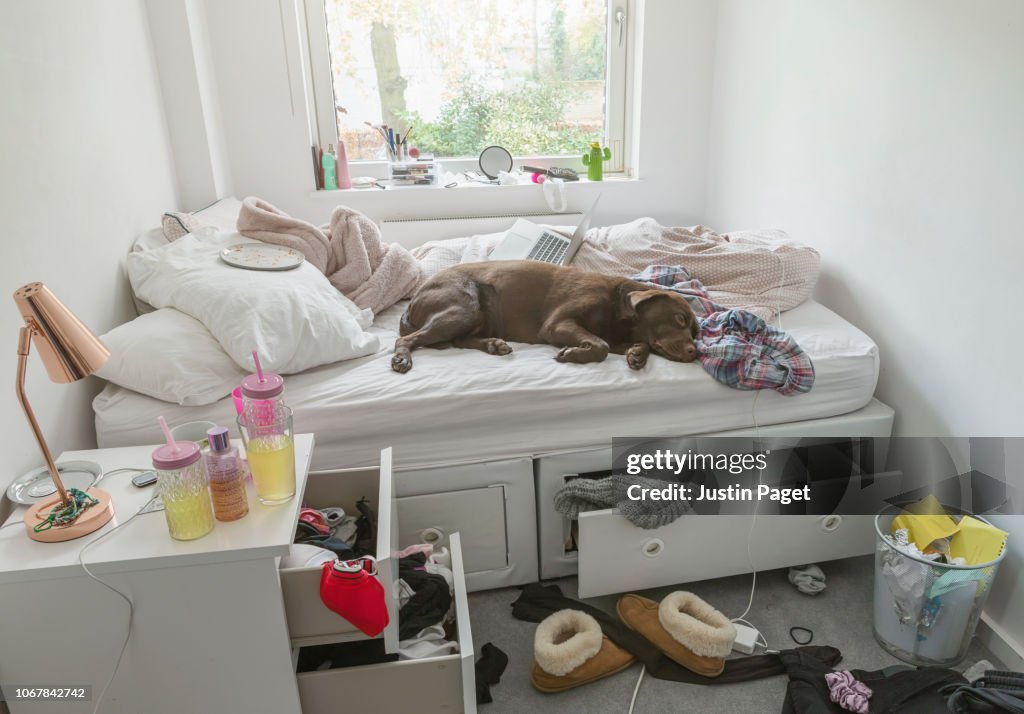 Dog lying on bed in teenagers messy bedroom