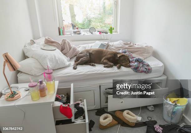 dog lying on bed in teenagers messy bedroom - messy dog stockfoto's en -beelden