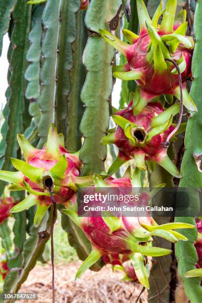 vietnam, dragon fruit - pitaya stock-fotos und bilder