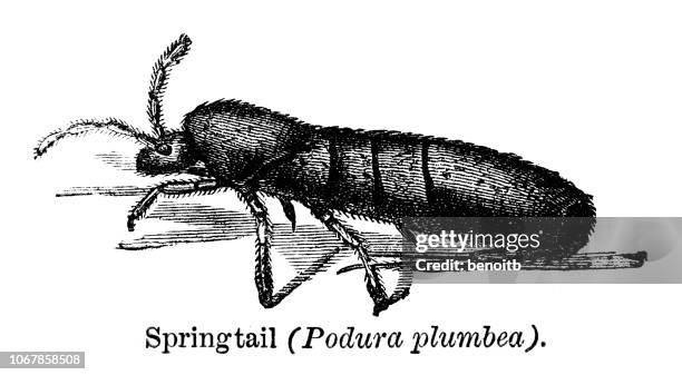 Springtail High-Res Vector Graphic - Getty Images