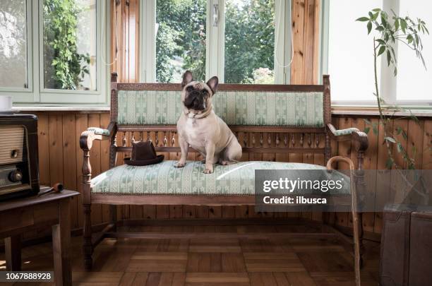 bulldog francese su poltrona vintage - antique sofa styles foto e immagini stock