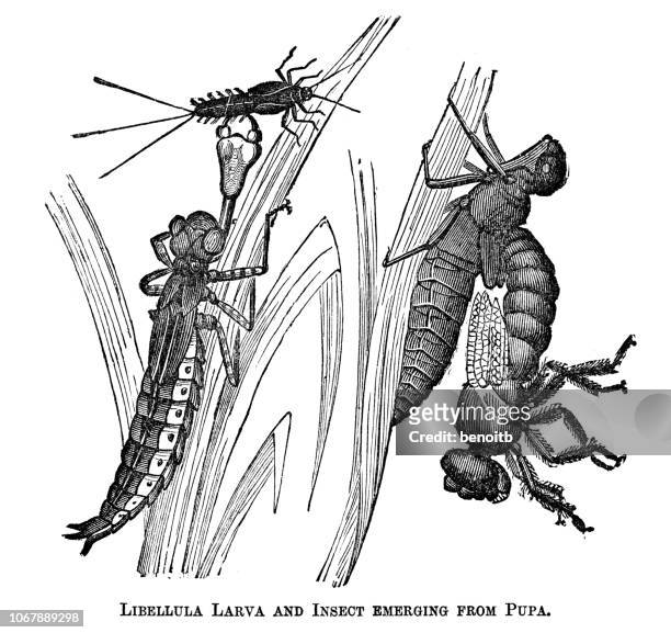 ilustrações de stock, clip art, desenhos animados e ícones de libellula larva and insect emerging from pupa - libélula mosca