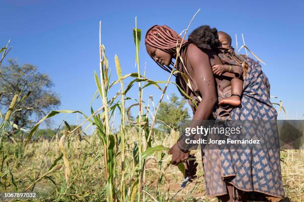 Himba woman harvesting millet with her child on her back.