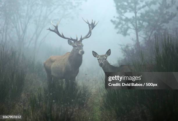 10,790 雌鹿 Stock Photos, High-Res Pictures, and Images - Getty Images