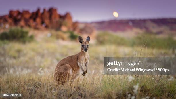 alerted kangaroo standing in grass and looking at camera - känguru stock-fotos und bilder