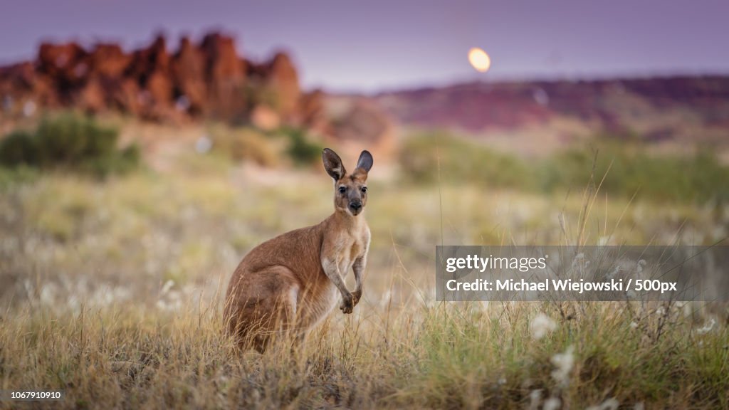 Alerted kangaroo standing in grass and looking at camera