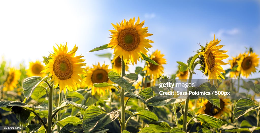 Field of sunflowers