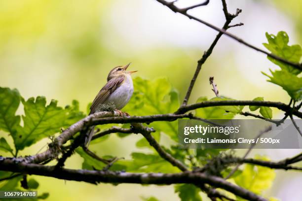 bird perching on tree branch - bird singing stock pictures, royalty-free photos & images