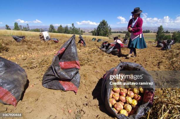 4 032 South American Tuber Stock Photos High Res Pictures and Images 4 032 South American Tuber Stock Photos High Res Pictures and Images