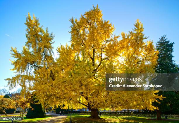 huge ginkgo tree known as goethe tree with yellow leaves, republic square in strasbourg, panoramic view, france - ginkgo stock pictures, royalty-free photos & images