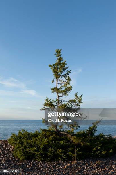 Peninsula Tree 25 Juminda Peninsula Stock Photos, High-Res Pictures, and Images ...