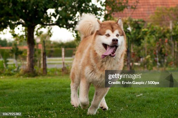 alaskan malamute playing in garden - malamute stock-fotos und bilder