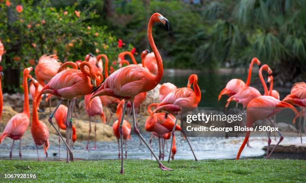 flock of flamingos on waters edge - flamingo bird stock pictures, royalty-free photos & images